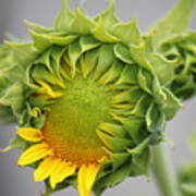 Unfolding Sunflower Poster