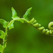 Unfurling Fern. Poster