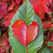 Valentine's Day Nature Card Poster