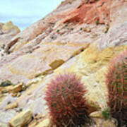 Valley Of Fire Barrel Cactus Poster