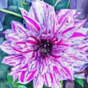 Variegated Dahlia In Oil Poster