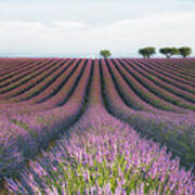 Velours De Lavender Poster