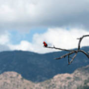 Vermillion Flycatcher Male Poster