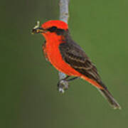 Vermillion Flycatcher With Bee Poster