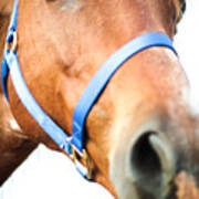 Very Close Up Photograph Of A Horse Poster