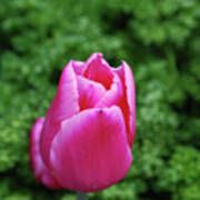 Very Pretty Garden With A Dark Pink Tulip Poster