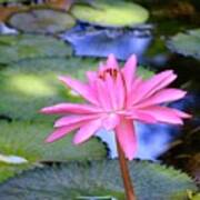 Vibrant Pink Lotus On The Pond Poster