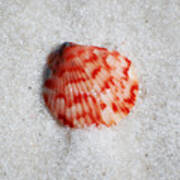 Vibrant Red Ribbed Sea Shell In Fine Wet Sand Macro Square Format Poster