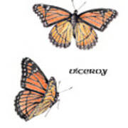 Viceroy Butterfly Poster