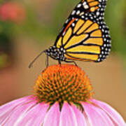 Monarch Butterfly On A Purple Coneflower Poster