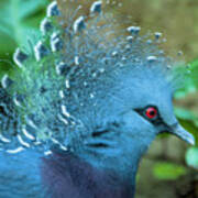 Victoria Crowned Pigeon Poster