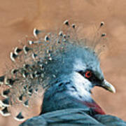 Victoria Crowned Pigeon Poster