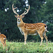 Vietnamese Sika Deer Poster