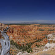 View With Old Tree At Bryce Canyon National Park Poster