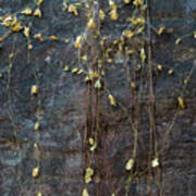 Vines On Rock, Bhimbetka, 2016 Poster