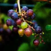 Vineyard Grapes Poster