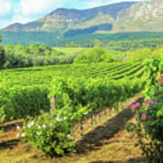 Vineyard Of Stellenbosch Poster