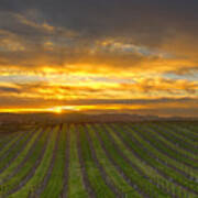Vineyard Sunset Poster
