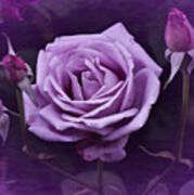Vintage Aug Purple Rose Poster