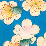 Vintage Japanese Illustration Of Dogwood Blossoms Poster