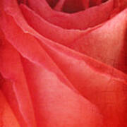 Vintage Rose Poster