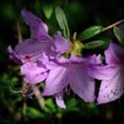 Violet Azaleas Poster