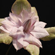 Violet Elizabeth Clematis Poster