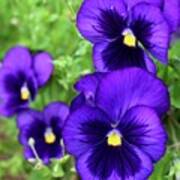 Violet Purple Pansies Poster