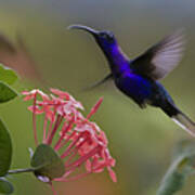 Violet Sabre Wing Male Hummingbird Poster