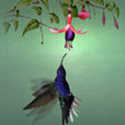 Violet Sabrewing Hummingbird And Fuchsia Poster