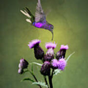 Violet Sabrewing Hummingbird And Thistle Poster