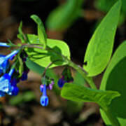 Virginia Bluebells Poster