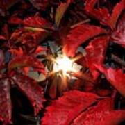 Virginia Creeper Sunburst 2 Poster