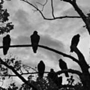 Vultures And Cloudy Sky Bw Poster