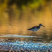 Wading Poster