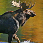 Wading Moose Poster