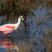 Wading Roseate Spoonbill Poster