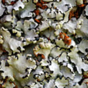 Waimea Lichen Poster