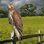 Waiting For The Storm - Red Tail Hawk Poster