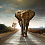 Walking Elephant Poster