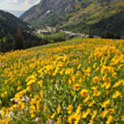 Wasatch Wildflowers Poster