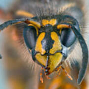 Wasp Portrait Poster