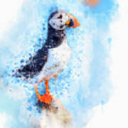Water Colour Puffin Poster