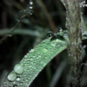 Water Drops On Grass Poster