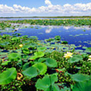 Water Lilies Along The Creole Nature Trail Poster