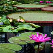 Water Lilies And Lily Pads Poster