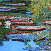 Water Lilies For Amelia Poster