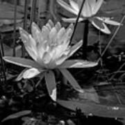 Water Lilies In Black And White Poster