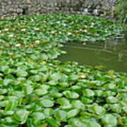 Water Lilies In The Moat Poster