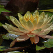 Water Lily 1 Poster